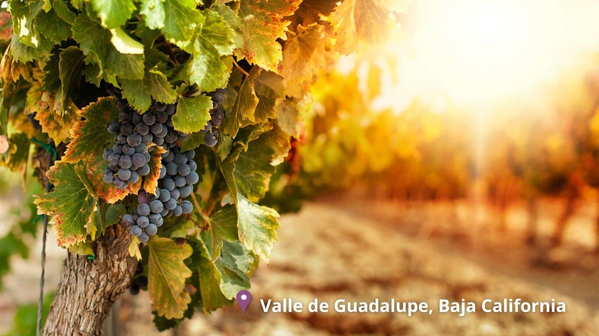 valle-de-guadalupe tijauan